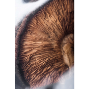 9019_2 Dried Shiitake Mushrooms