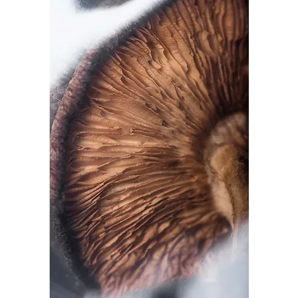 9019_2 Dried Shiitake Mushrooms